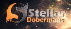 Stellar Dobermans